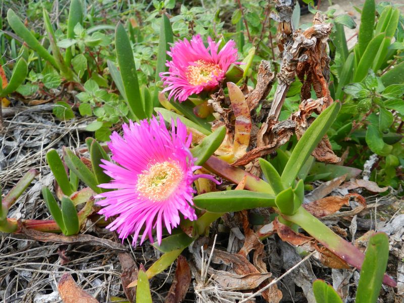 Carpobrotus acinaciformis / Fico degli Ottentotti comune